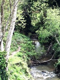 River flowing through forest