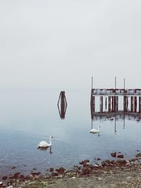 Birds flying over sea against sky