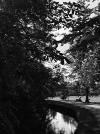 Reflection of trees in water