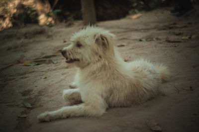 Dog looking away while sitting on land