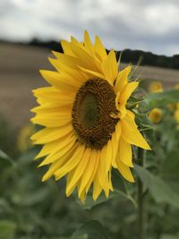 Close-up of sunflower