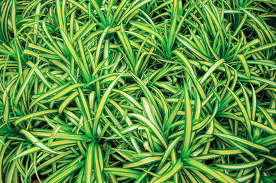 Full frame shot of fresh green plants in field