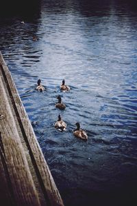 Ducks swimming on lake