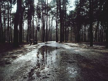 Dirt road amidst trees in forest