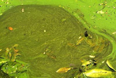 High angle view of fish in water