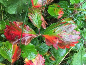 Close-up of leaves