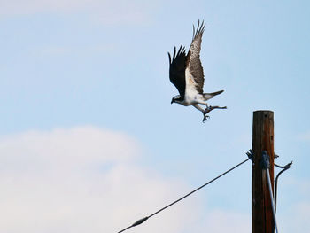 Low angle view of bird flying against sky