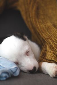 Close-up of cat sleeping