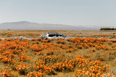 Scenic view of field against clear sky