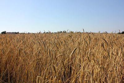 View of stalks in field against clear sky