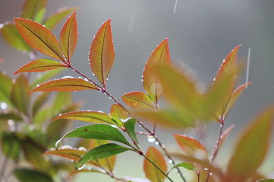 Close-up of flowering plant leaves