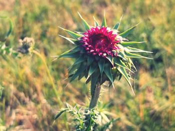 Close-up of purple flowering plant on field