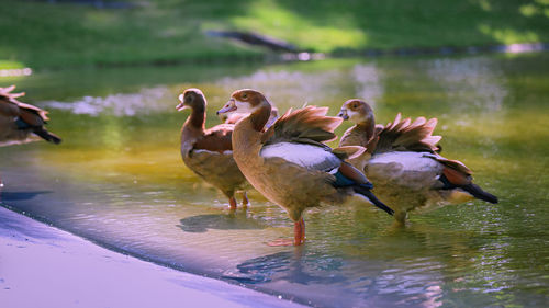 Flock of birds in lake