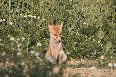 Juvenile red fox waiting for its siblings to show up