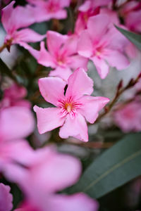 Close-up of pink cherry blossoms