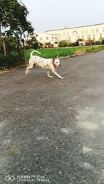 Dog in park against sky