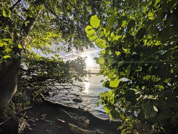 Scenic view of river in forest