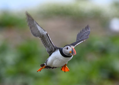 Close-up of seagull flying