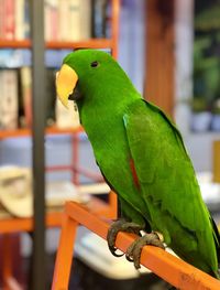 Close-up of parrot perching on cage