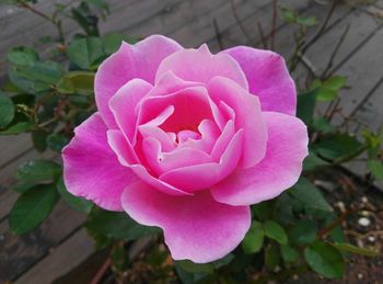 Close-up of pink flower blooming outdoors