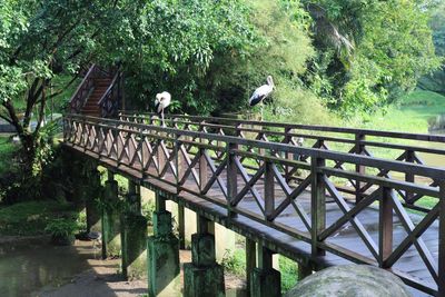 Birds perching on railing