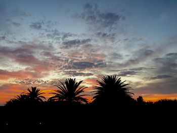 Silhouette of palm trees at sunset