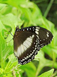 Close-up of butterfly pollinating flower