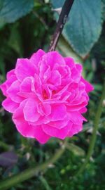 Close-up of pink flower blooming outdoors