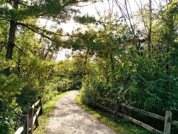 Road amidst trees in forest