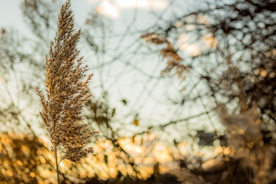 Close-up of plant against sky