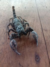 High angle view of insect on hardwood floor