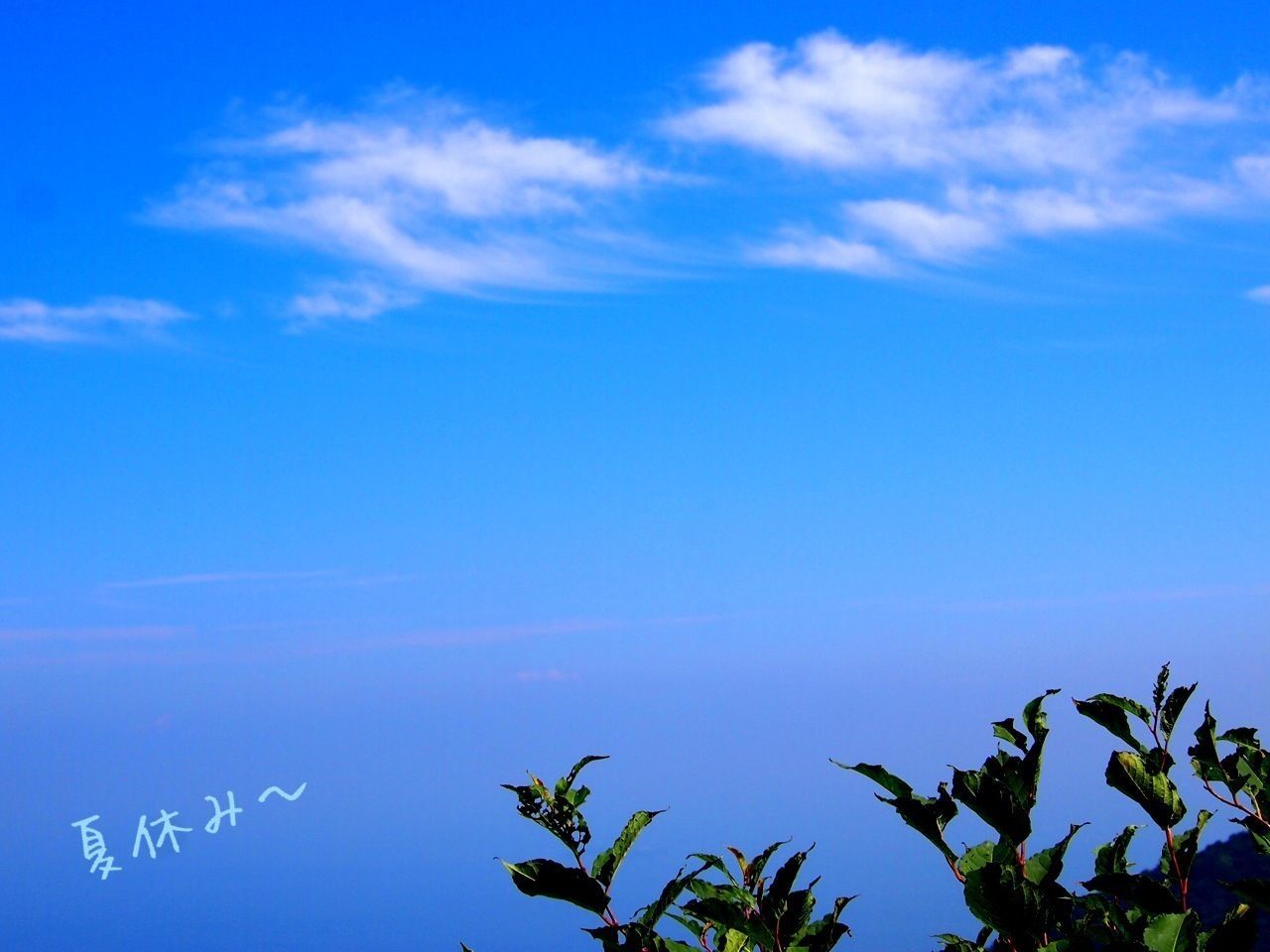 blue, beauty in nature, sky, tranquility, nature, scenics, tranquil scene, growth, low angle view, tree, leaf, plant, idyllic, cloud, cloud - sky, day, outdoors, copy space, no people, green color