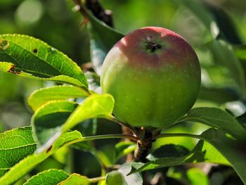 Close-up of apple on tree