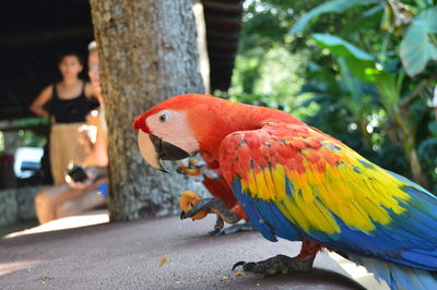 Close-up of parrot perching on tree