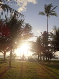 Palm trees against sky during sunset