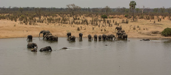 Flock of sheep in a lake