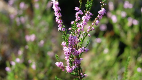 Close-up of purple flowering plant