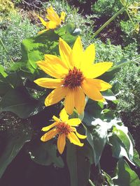 High angle view of yellow flowering plant