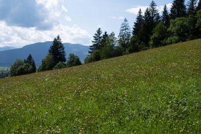 Scenic view of field against sky