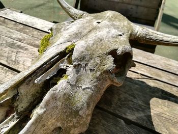 High angle view of wood on tree trunk