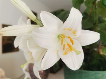 Close-up of white flowering plant