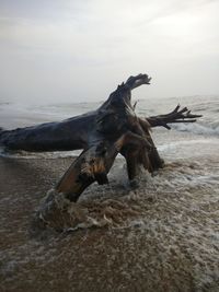 Driftwood on beach