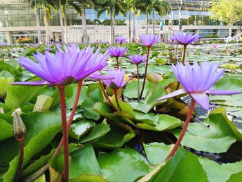 Close-up of purple flowers