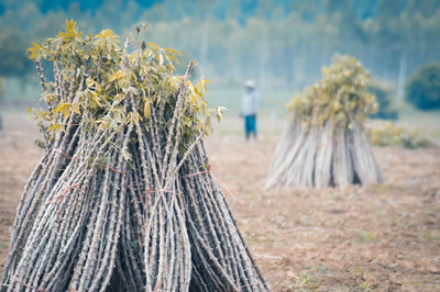 Close-up of plant hanging on field