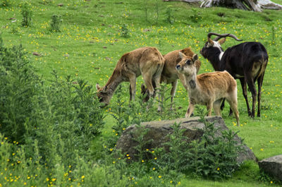 Horses on field