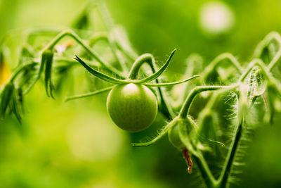 Close-up of plant