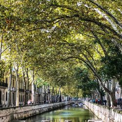 Arch bridge over canal amidst trees