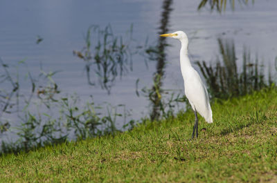 White heron on grass by lake