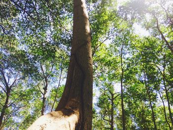 Low angle view of trees in forest