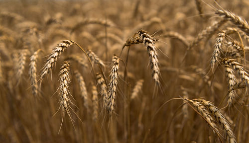 Close-up of wheat crops on field